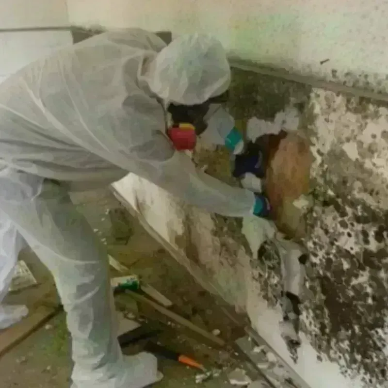 Mold Remediation and Removal in Galt, CA